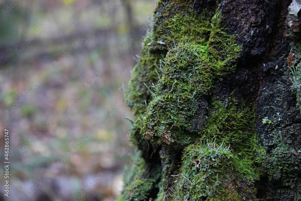 Moss on rain forest tree. Closeup. Background. selective focus Moss on rain forest tree. Closeup. Background. selective focus