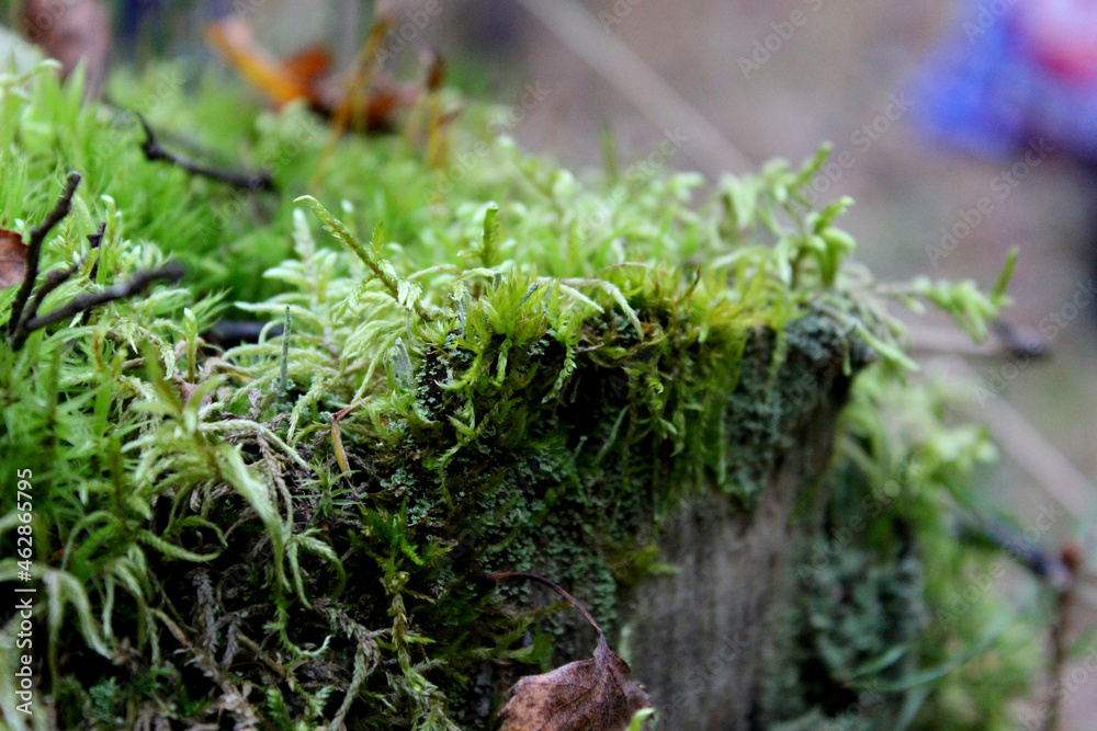 Beautiful green moss on the floor, moss closeup, macro. Beautiful background of moss for wallpaper. selective focus