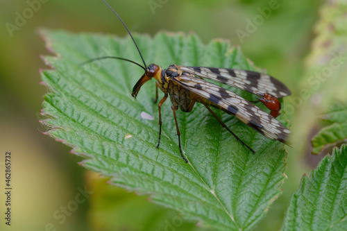 Male Scorpion-fly (Panorpa meridionalis) on a leaf © André LABETAA