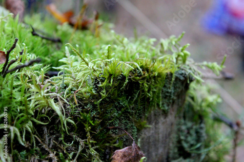 Beautiful green moss on the floor  moss closeup  macro. Beautiful background of moss for wallpaper. selective focus