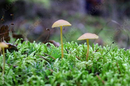 mushrooms in the forest against a background of moss. Beautiful forest view. Selective focus