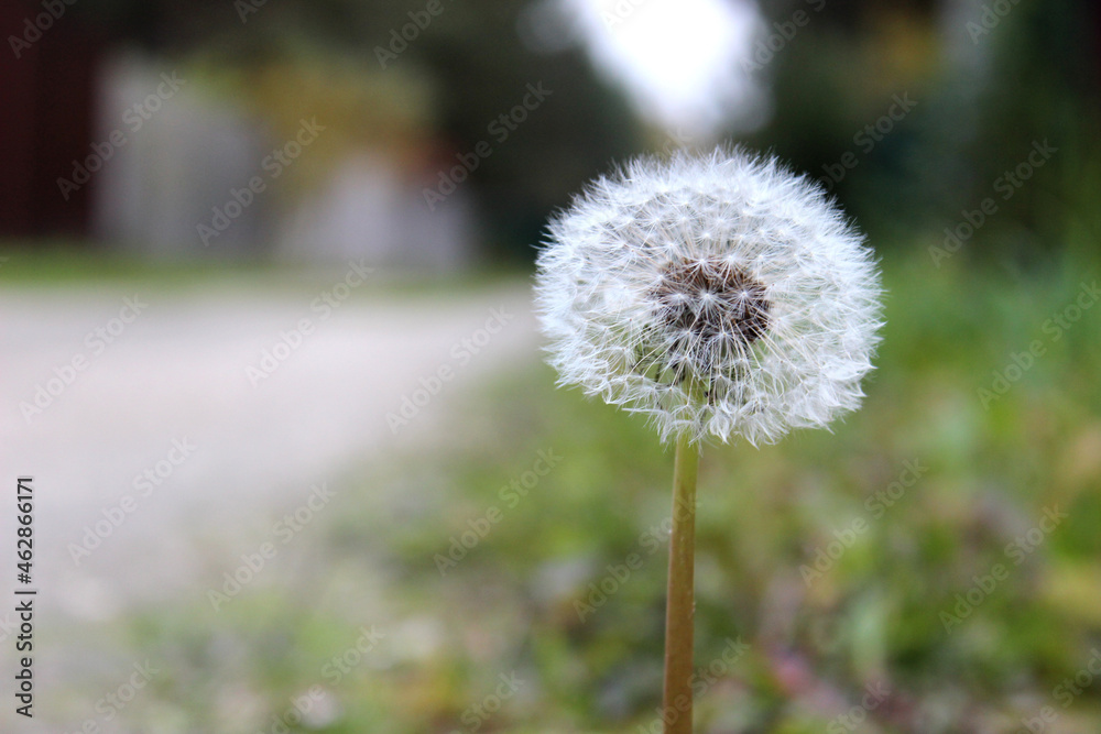 dandelion flower with ball seeds close up on nature background dandelion flower with ball seeds close up on nature background
