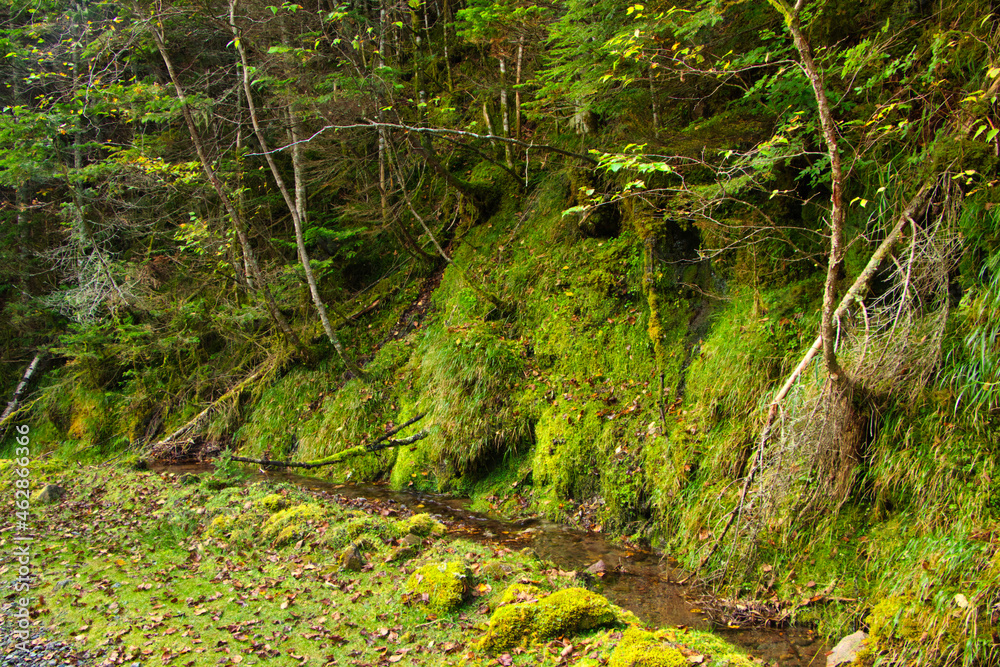 Fototapeta premium Japan Nagano Yatsugatake forest and moss