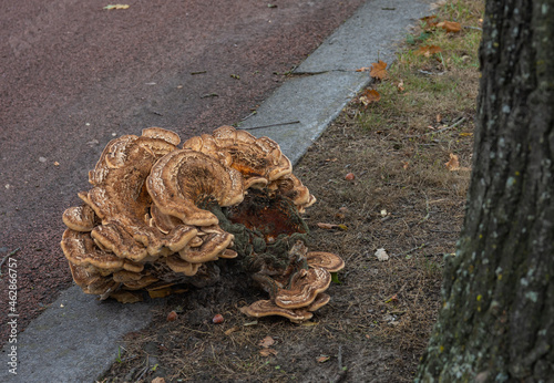 Closeup shot of Meripilus giganteus mushroom photo