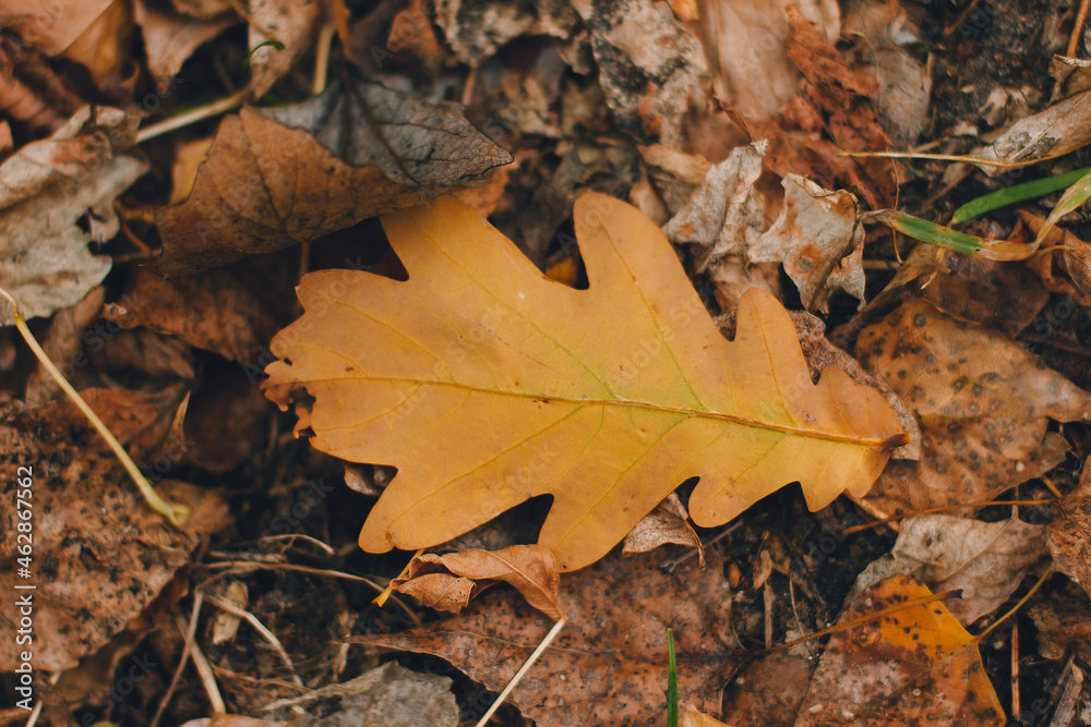 Colorful backround image of fallen autumn oak leaf perfect for seasonal use pattern