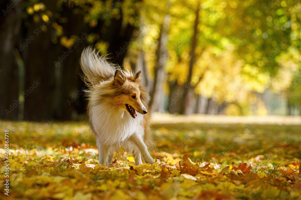 Ginger dog catches autumn leaves in the park.