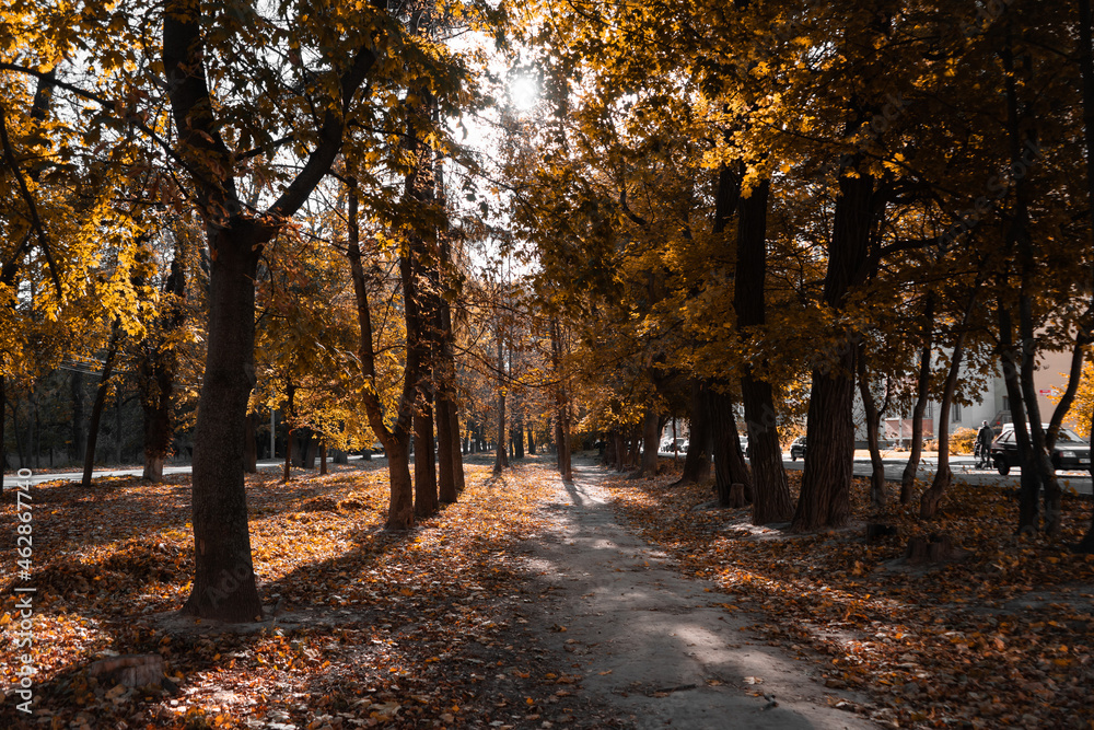 Obraz premium autumn in the park