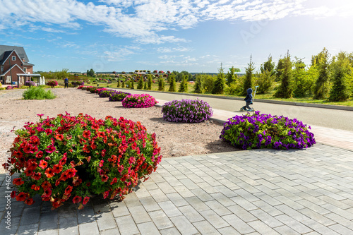 Beautiful flowerbed with blossoming bright red petunia flowers along green cobble paved pavement road at city street park garden against blue sky on sunny day. Landscaping design and plant decoration