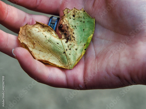 Person holding  a leaf at Ernie Miller Nature Center in Olathe Kansas photo