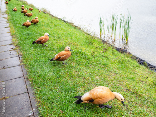 flock of ruddy shelduck on bank of city pond in rainy autumn day