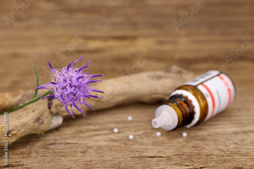 Nahaufnahme der Naturheilpflanze Teufelskralle mit ihren Globuli Harpagophytum
