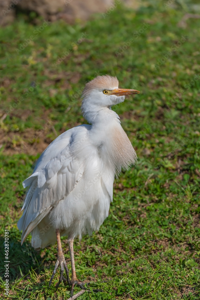Fototapeta premium Western Cattle Egret (Bubulcus ibis) perched on grass