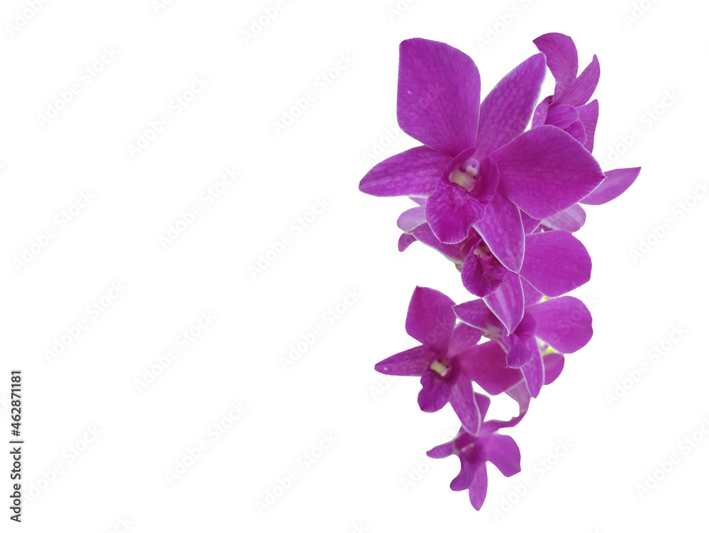 Dendrobium bigibbum or the Cooktown orchid or mauve butterfly orchid Dendrobium bigibbum or the Cooktown orchid or mauve butterfly orchid