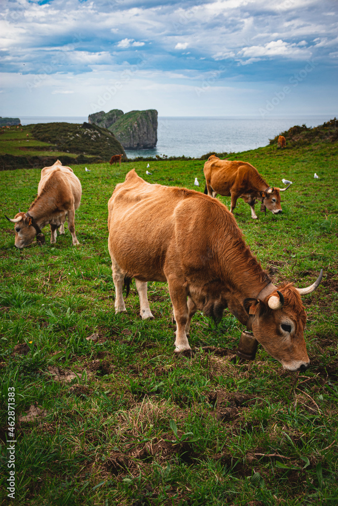 Fototapeta premium tres vacas pastando en un prado con el mar detrás