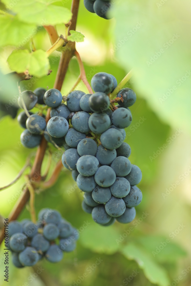 bunch of grapes