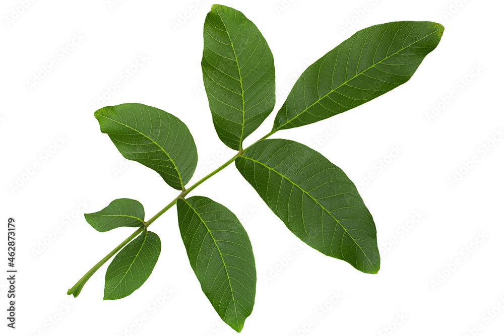 Walnut tree leaf closeup