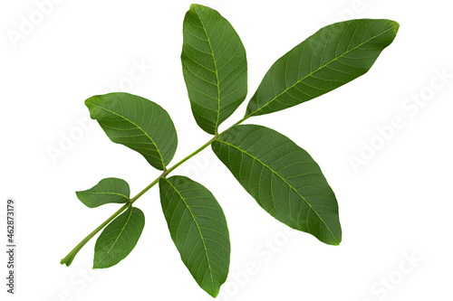 Walnut tree leaf closeup