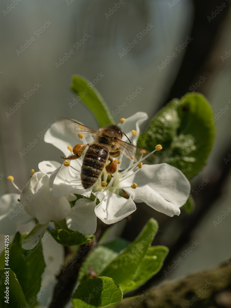 Bee on the white plum blossom detail Bee on the white plum blossom detail