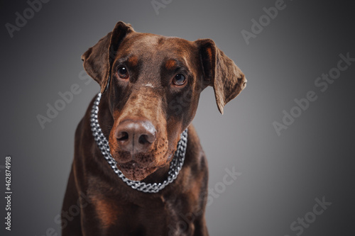 Headshot of brown doberman with collar against gray background © Fxquadro