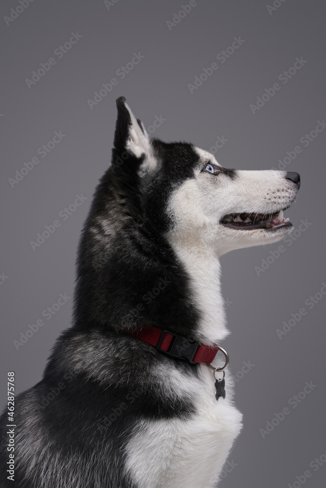 Cheerful husky dog with collar and fluffy fur Cheerful husky dog with collar and fluffy fur