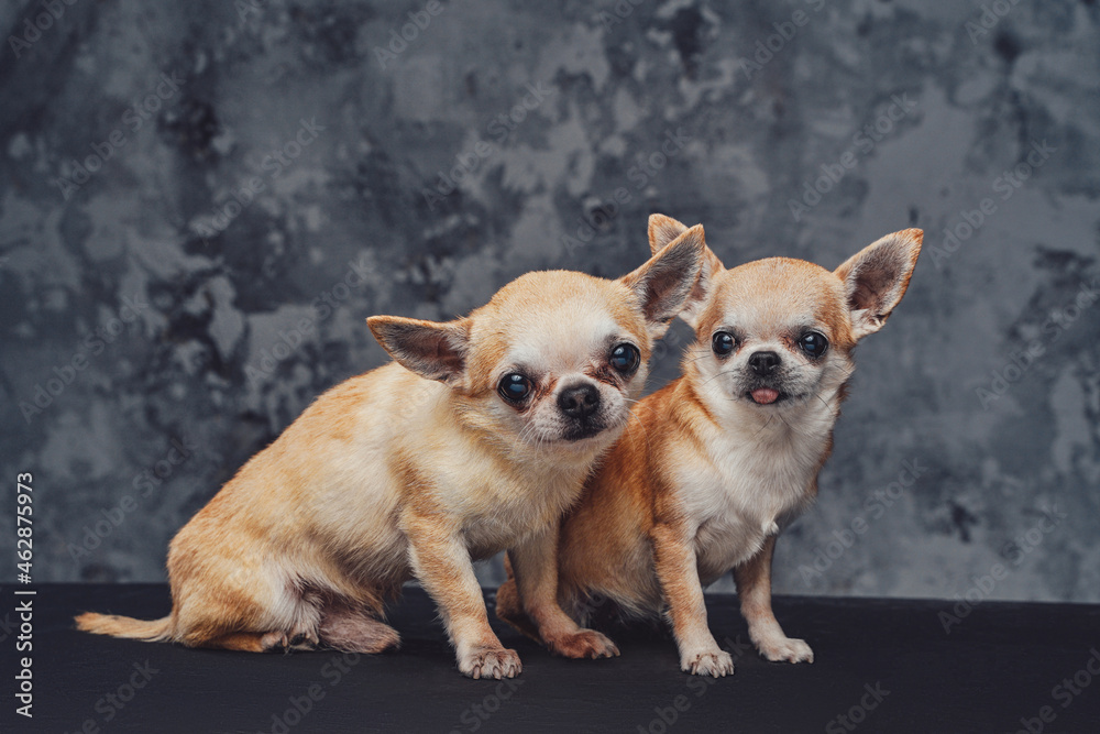 Couple of petite chihuahua dogs against dark background