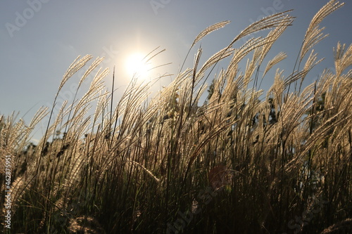 autumn silver grass in the wind