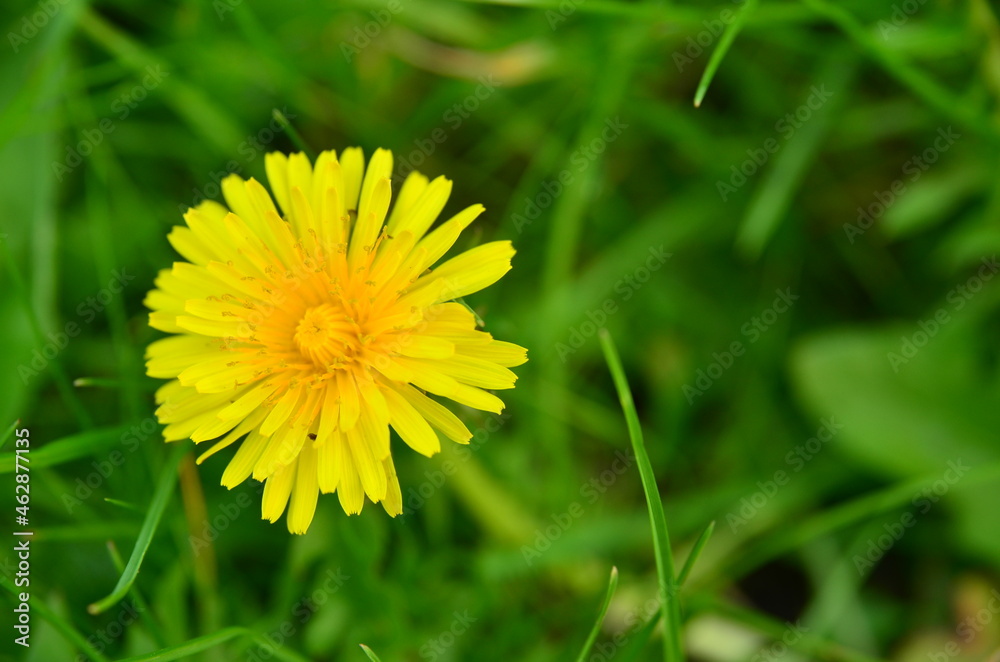 Löwenzahnblüte