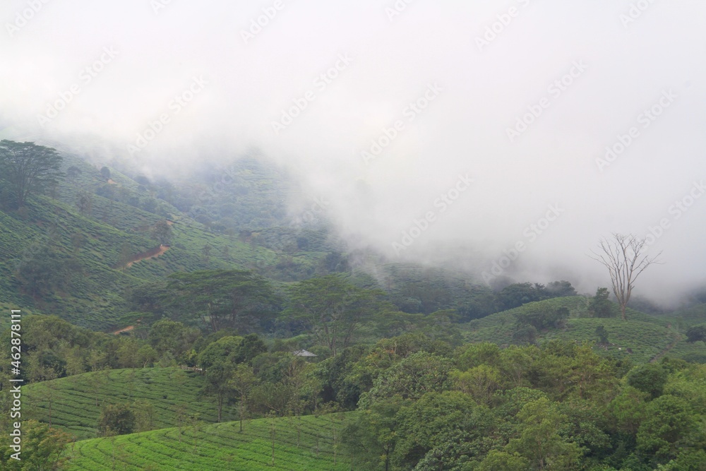 Foggy tea plantation