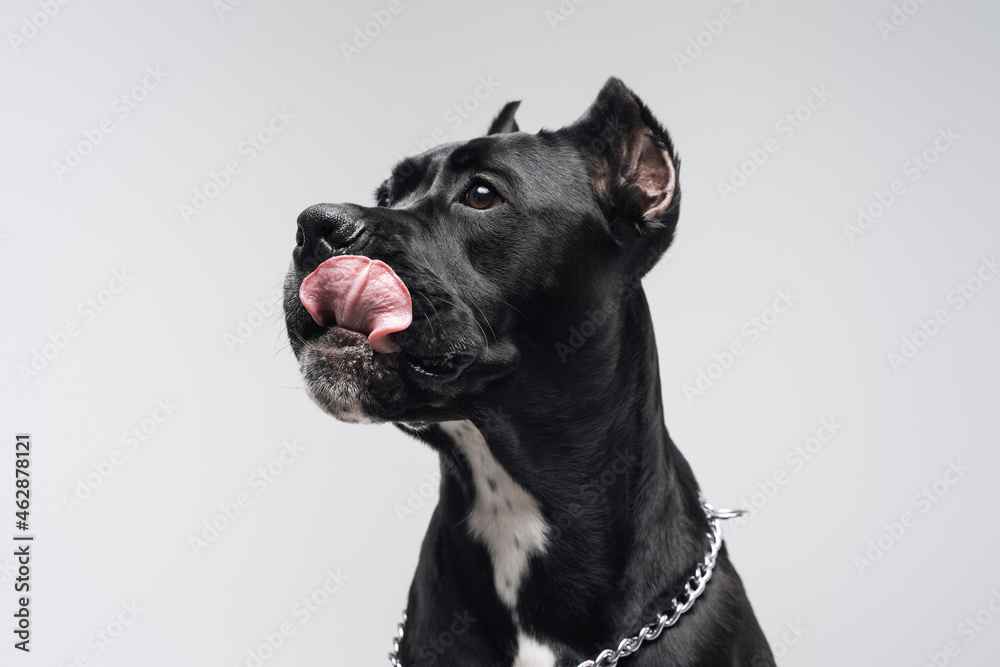Pedigreed black bullterrier dog posing against white background