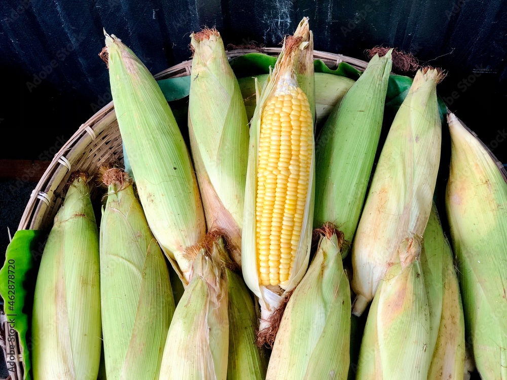 corn on the cob Sequencing and cycle of growing corn seed on wooden background with copy space corn on the cob Sequencing and cycle of growing corn seed on wooden background with copy space