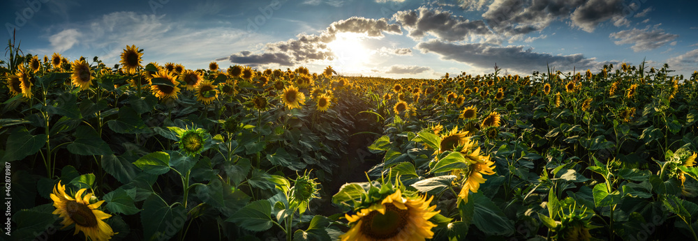 Sunflower field at the Lower Silesia, Poland
