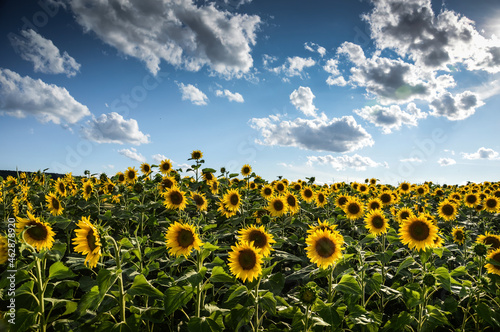 Obraz na płótnie Sunflower field at the Lower Silesia, Poland w salonie