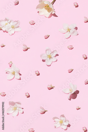 Minimal layout with apple tree flowers on pastel pink background. Romantic nature flat lay concept.