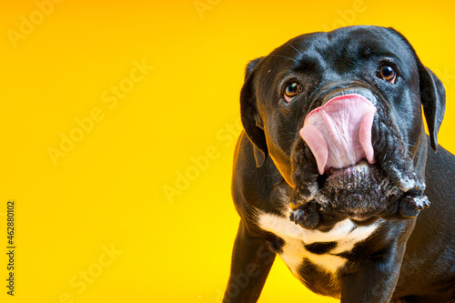 Photography Happy, funny dog close-up portrait of a Cane Corso, Italian Mastiff making faces