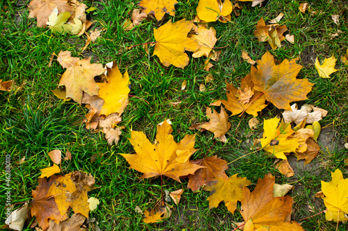 autumn leaves on the grass