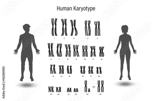 Human karyotype. Male and Female chromosome. Biological study