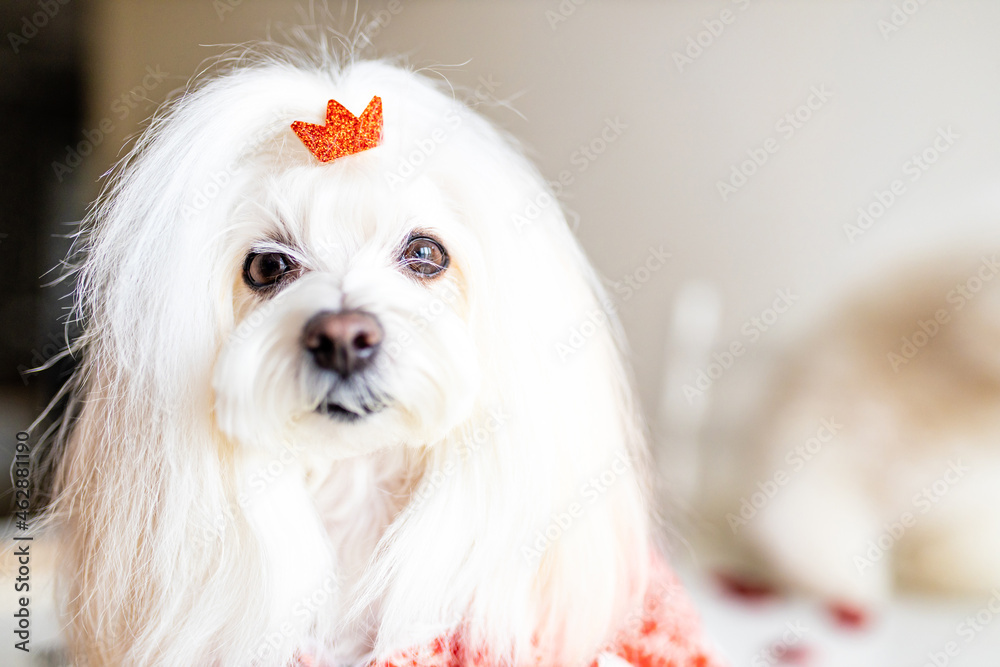 glamor sweet small female dog in groom spa salon looking at camera glamor sweet small female dog in groom spa salon looking at camera