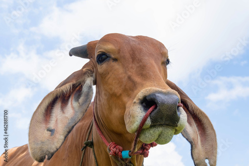 Close-up of brown cow  in field © NARONG