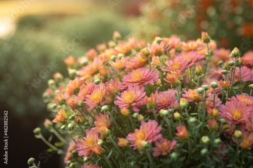 a pot of pink and yellow mums photo