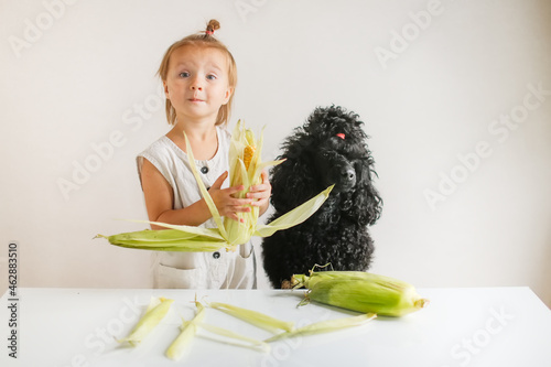 Cute funny kid toddler and dog peel fresh ears of corn, girl feeds corn to the dog. Vegetables and healthy eating, children and pets