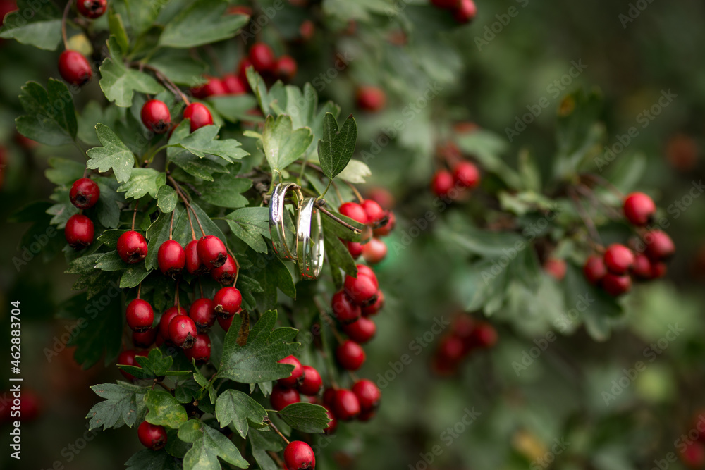 Obraz premium Two wedding rings on the branch of hawthorn, autumn wedding concept. Red season berry