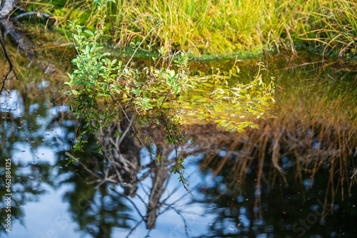 beautiful reflection on the water from the sky  trees and plants