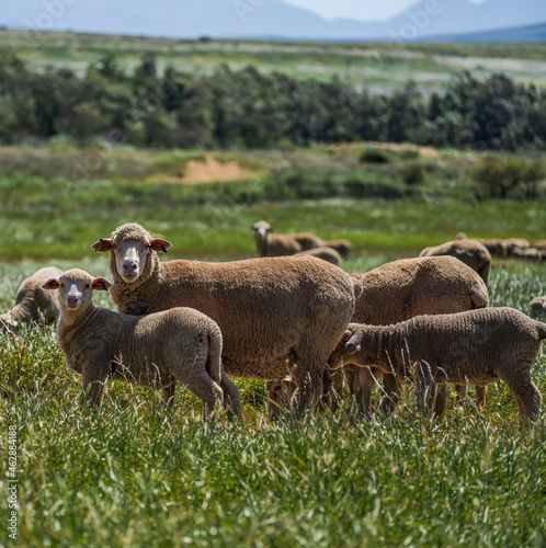 A family of sheep grazing in the overberg grassland in Western Cape South Africa