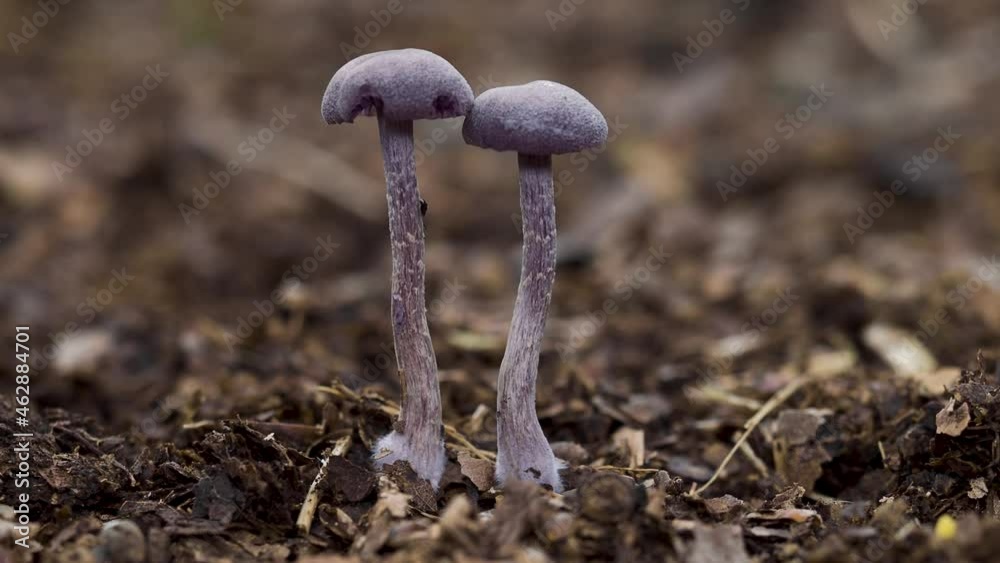 Amethyst Deceiver Mushroom in Leaf Litter Amethyst Deceiver Mushroom in Leaf Litter