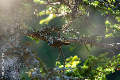 a crested tit, lophophanes cristatus, perched on a twig from a spruce at a sunny autumn day © Chamois huntress