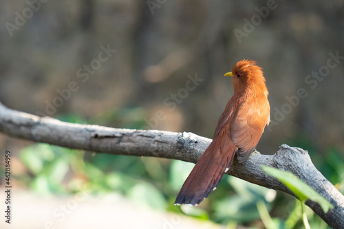 The Squirrel Cuckoo (Piaya cayana) photo