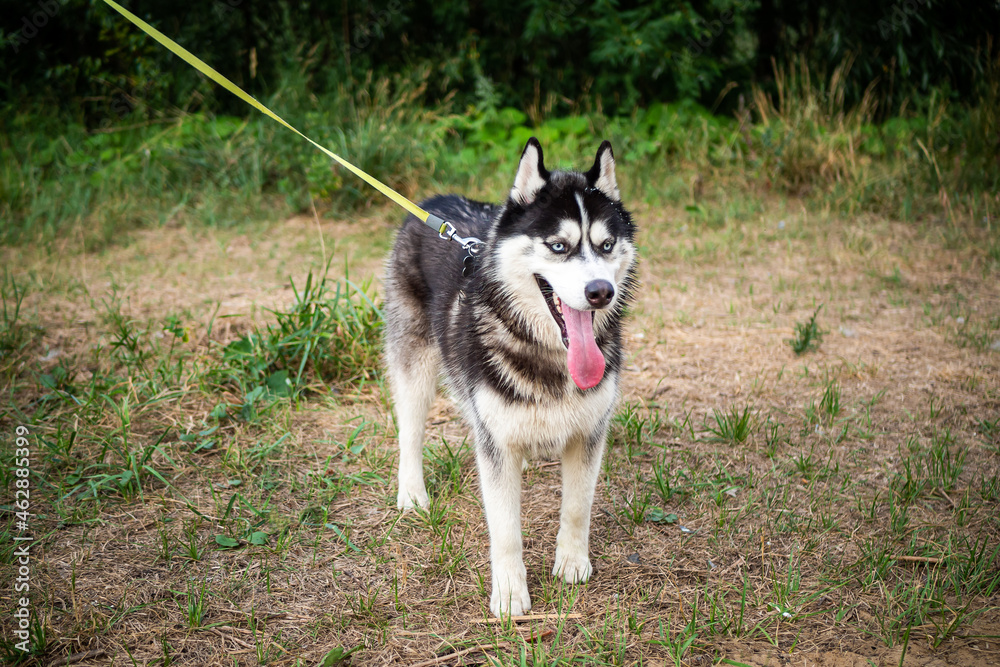 A black and white Siberian husky walking on a summer field. A black and white Siberian husky walking on a summer field.