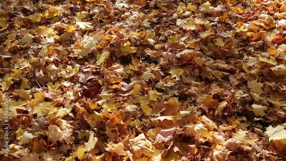 Panorama of a beautiful carpet of yellow maple leaves against the bright rays of the sun. Nature flora autumn ecology. Panorama of a beautiful carpet of yellow maple leaves against the bright rays of the sun. Nature flora autumn ecology.