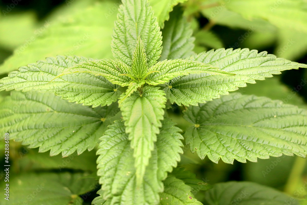 Selective focus with shallow depth o field of a fresh nettle. Detailed close-up of wild common stinging-nettle (Urtica dioica) medicinal plant. Selective focus with shallow depth o field of a fresh nettle. Detailed close-up of wild common stinging-nettle (Urtica dioica) medicinal plant.