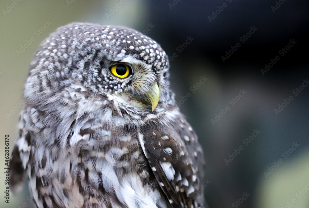 Eurasian pygmy owl (Glaucidium passerinum) close-up, beautiful portrait of a little owl of Europe. Belarus.